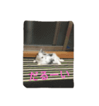 rabbit.talk-2（個別スタンプ：6）