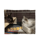 rabbit.talk-2（個別スタンプ：7）