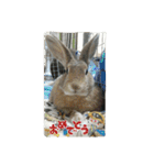 rabbit.talk-2（個別スタンプ：9）