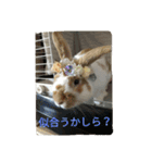 rabbit.talk-2（個別スタンプ：10）
