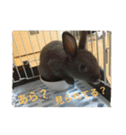 rabbit.talk-2（個別スタンプ：11）