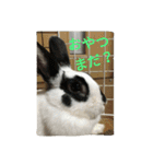 rabbit.talk-2（個別スタンプ：13）