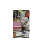 rabbit.talk-2（個別スタンプ：14）