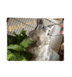rabbit.talk-2（個別スタンプ：15）