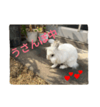 rabbit.talk-2（個別スタンプ：16）