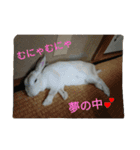 rabbit.talk-2（個別スタンプ：17）
