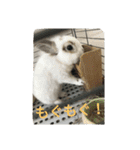 rabbit.talk-2（個別スタンプ：20）