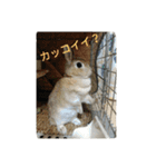 rabbit.talk-2（個別スタンプ：21）