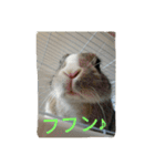 rabbit.talk-2（個別スタンプ：24）