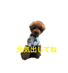 トイプードルジルの使える お返事パート6（個別スタンプ：5）