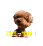 トイプードルジルの使える お返事パート6（個別スタンプ：6）