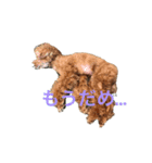 トイプードルジルの使える お返事パート6（個別スタンプ：8）