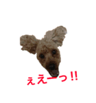 トイプードルジルの使える お返事パート6（個別スタンプ：11）