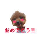 トイプードルジルの使える お返事パート6（個別スタンプ：16）