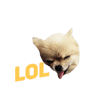 愛らしい犬たち（個別スタンプ：1）