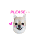 愛らしい犬たち（個別スタンプ：2）