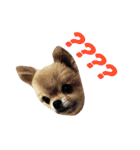 愛らしい犬たち（個別スタンプ：5）