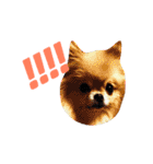 愛らしい犬たち（個別スタンプ：6）