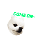 愛らしい犬たち（個別スタンプ：7）