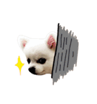 愛らしい犬たち（個別スタンプ：11）