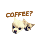 愛らしい犬たち（個別スタンプ：14）