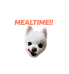 愛らしい犬たち（個別スタンプ：21）