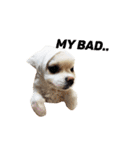 愛らしい犬たち（個別スタンプ：22）