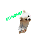 愛らしい犬たち（個別スタンプ：23）