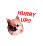 愛らしい犬たち（個別スタンプ：24）