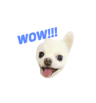 愛らしい犬たち（個別スタンプ：25）