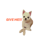 愛らしい犬たち（個別スタンプ：26）