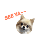 愛らしい犬たち（個別スタンプ：29）