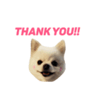 愛らしい犬たち（個別スタンプ：32）