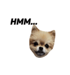 愛らしい犬たち（個別スタンプ：33）