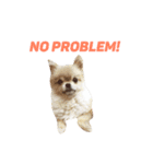 愛らしい犬たち（個別スタンプ：34）