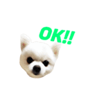 愛らしい犬たち（個別スタンプ：35）