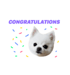 愛らしい犬たち（個別スタンプ：37）