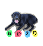 黒ラブのインディーpart③（個別スタンプ：11）