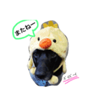 黒ラブのインディーpart③（個別スタンプ：14）