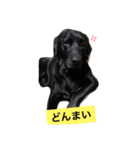 黒ラブのインディーpart③（個別スタンプ：16）
