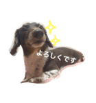 しんちゃんスタンプ②（個別スタンプ：7）