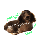 しんちゃんスタンプ②（個別スタンプ：12）