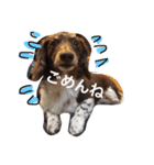 しんちゃんスタンプ②（個別スタンプ：15）