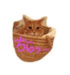 ちろちゃんその2。（個別スタンプ：1）