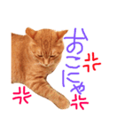 ちろちゃんその2。（個別スタンプ：3）