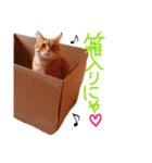 ちろちゃんその2。（個別スタンプ：5）