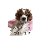キャバリア♂キョロ（個別スタンプ：5）