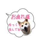 柴犬のはるちゃんNo.2（個別スタンプ：3）