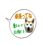 柴犬のはるちゃんNo.2（個別スタンプ：5）