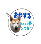 柴犬のはるちゃんNo.2（個別スタンプ：12）